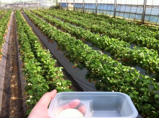 Strawberry fields for ever